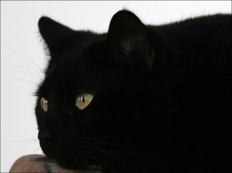pentek-13-fekete-macska