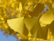 Ginkgo Biloba őszi sárga levelei