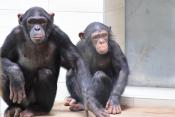 Megújult a csimpánzok otthona! 36