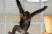 Megújult a csimpánzok otthona! 41