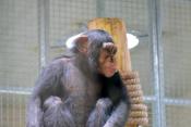 Megújult a csimpánzok otthona! 42