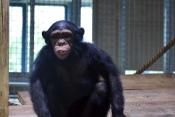 Megújult a csimpánzok otthona! 43