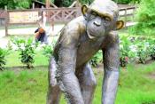 Megújult a csimpánzok otthona! 53