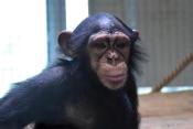 Megújult a csimpánzok otthona! 44
